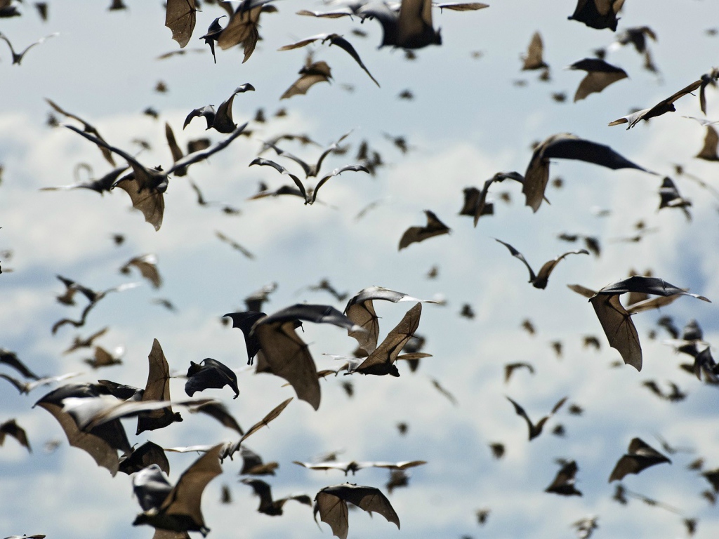 Стая летучих мышей