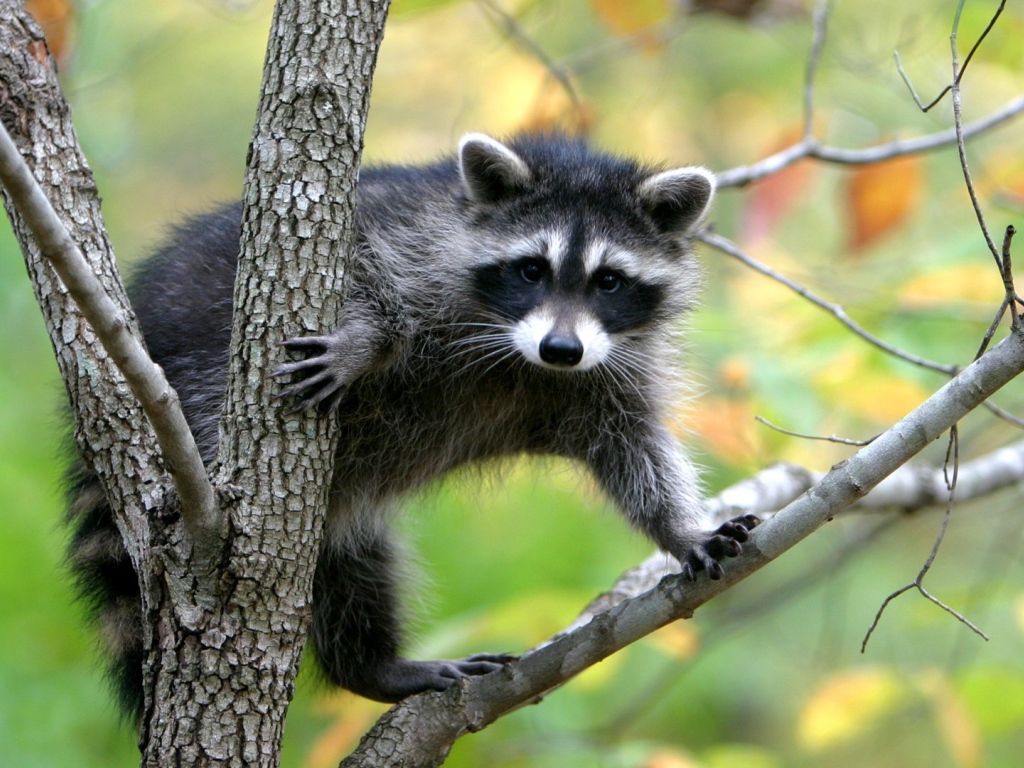 Животное енот-полоскун сидит на дереве