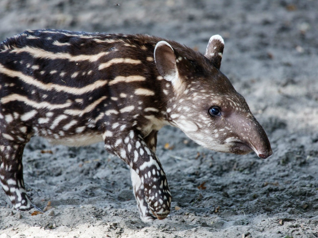 Животное пятнистый тапир