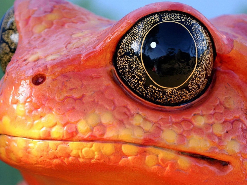 Черные глаза красной лягушки