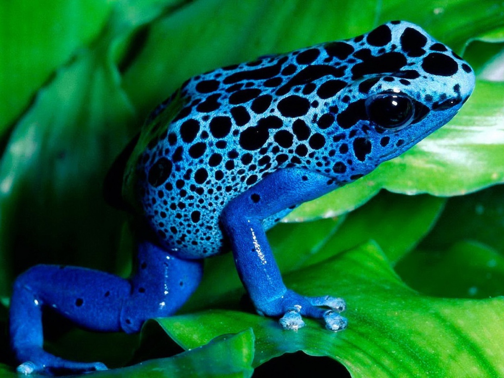 Синяя лягушка на зелени