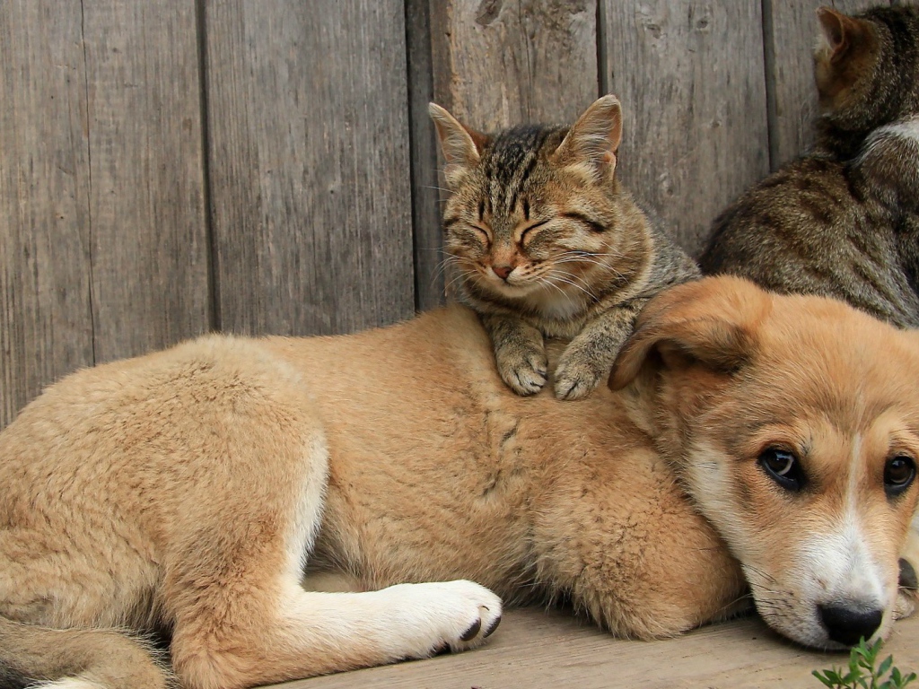 Кот сидит на щенке