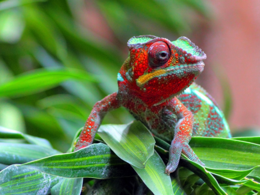 Хамелеон на куче травы