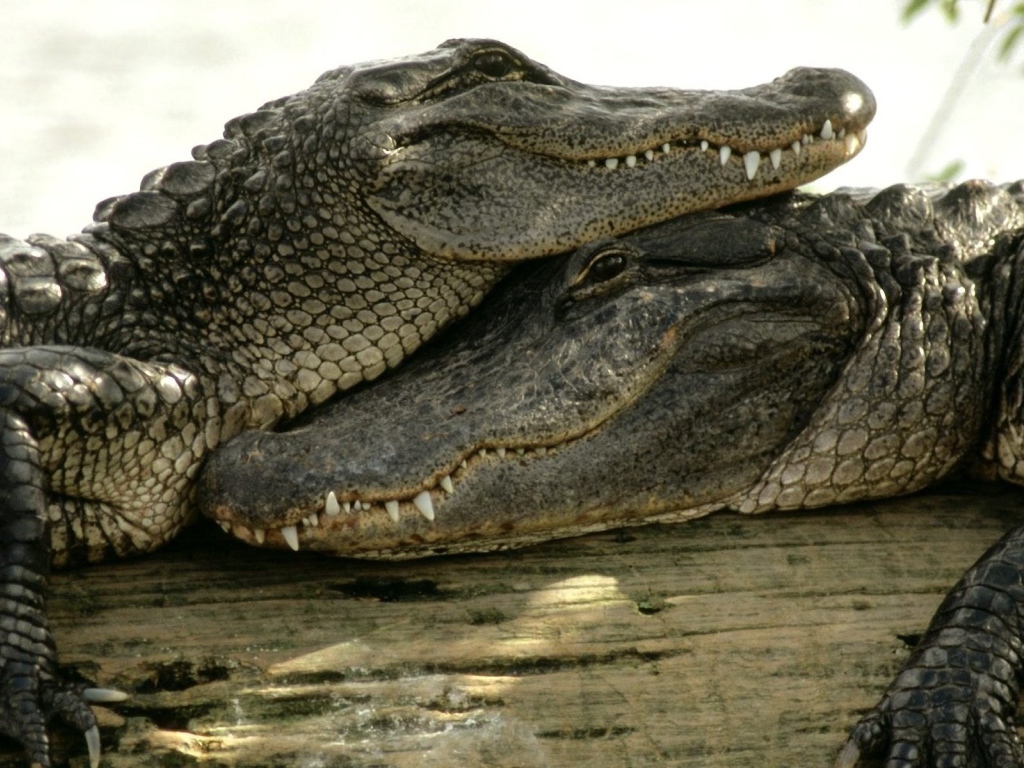 Пара довольных крокодилов