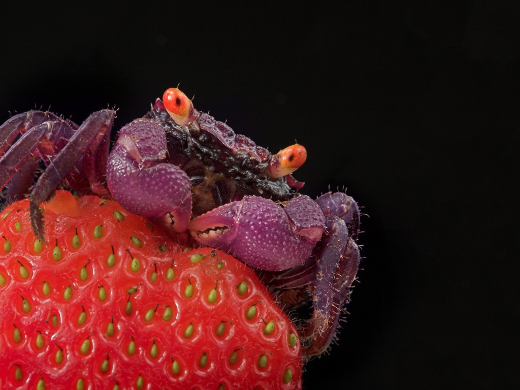 Краб на клубнике