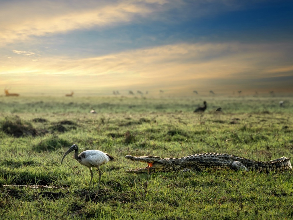 Крокодил и цапля на болоте