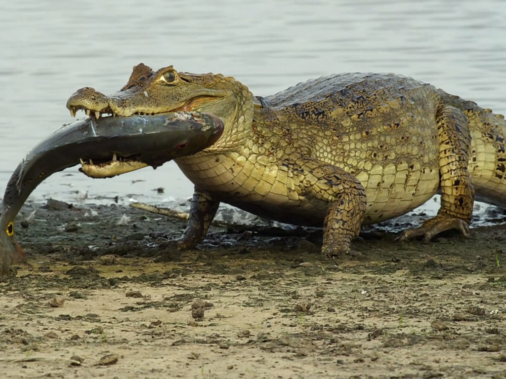 Крокодил несет рыбу в зубах