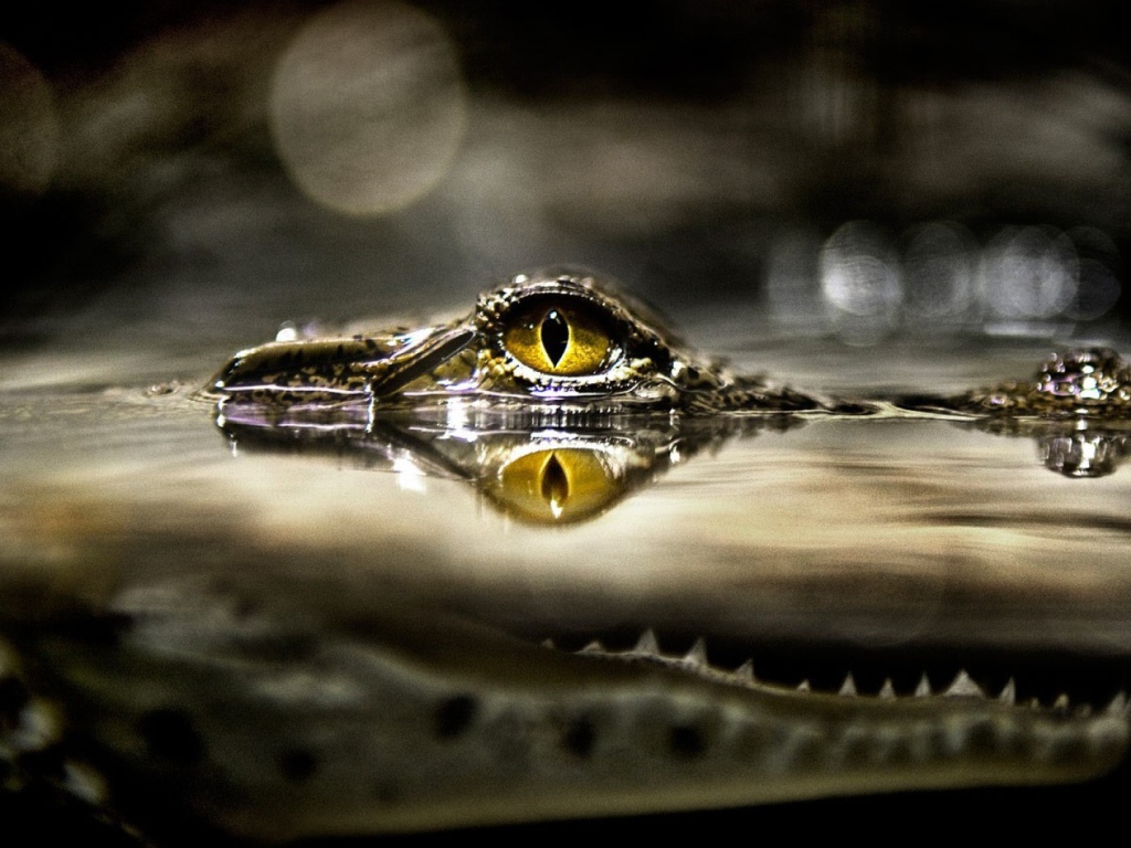 Крокодил затаился в ожидании добычи