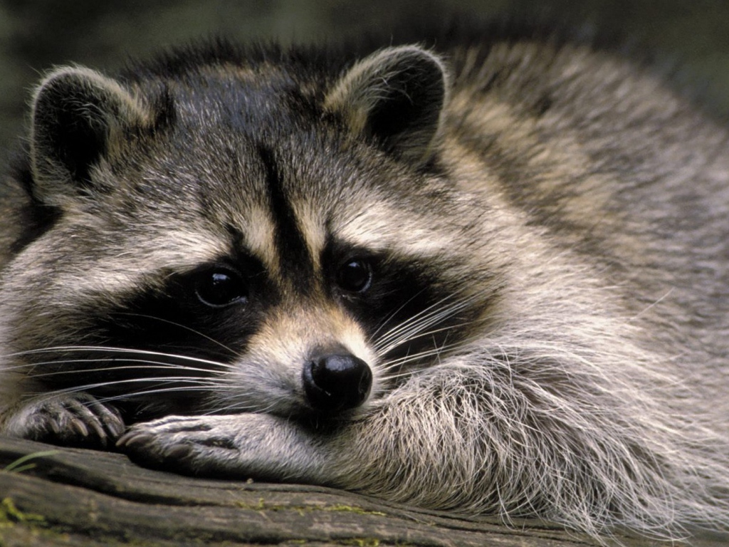 Милое животное енот-полоскун