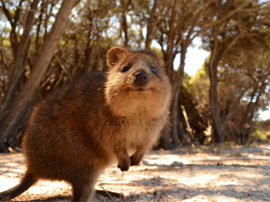 Милый короткохвостый кенгуру