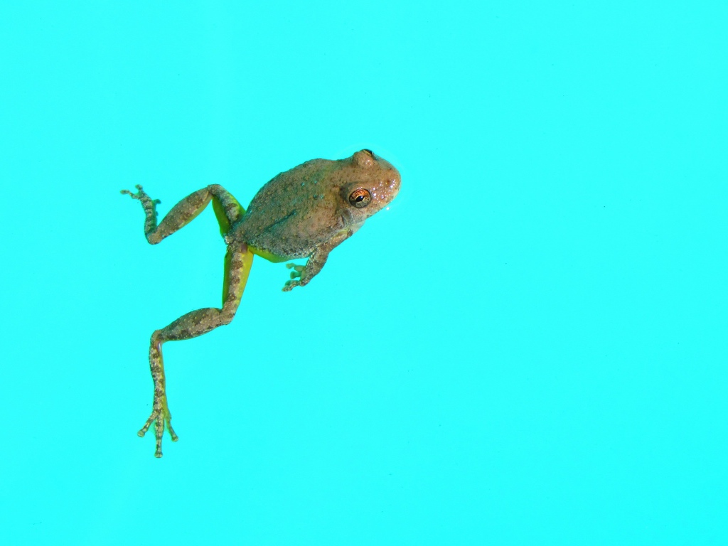 Лягушка на голубом фоне
