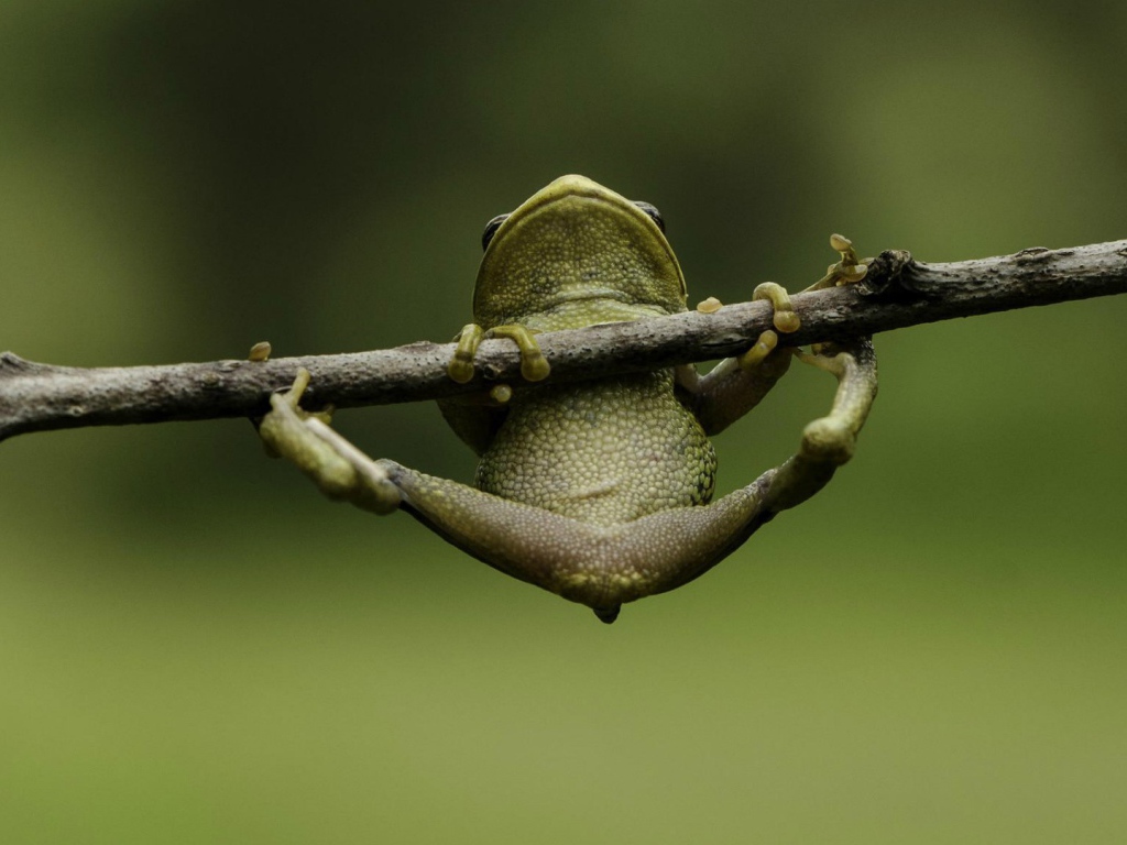 Лягушка пытается удержаться на ветке