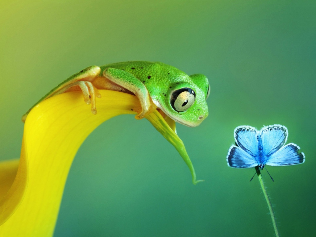 Лягушка хочет съесть бабочку