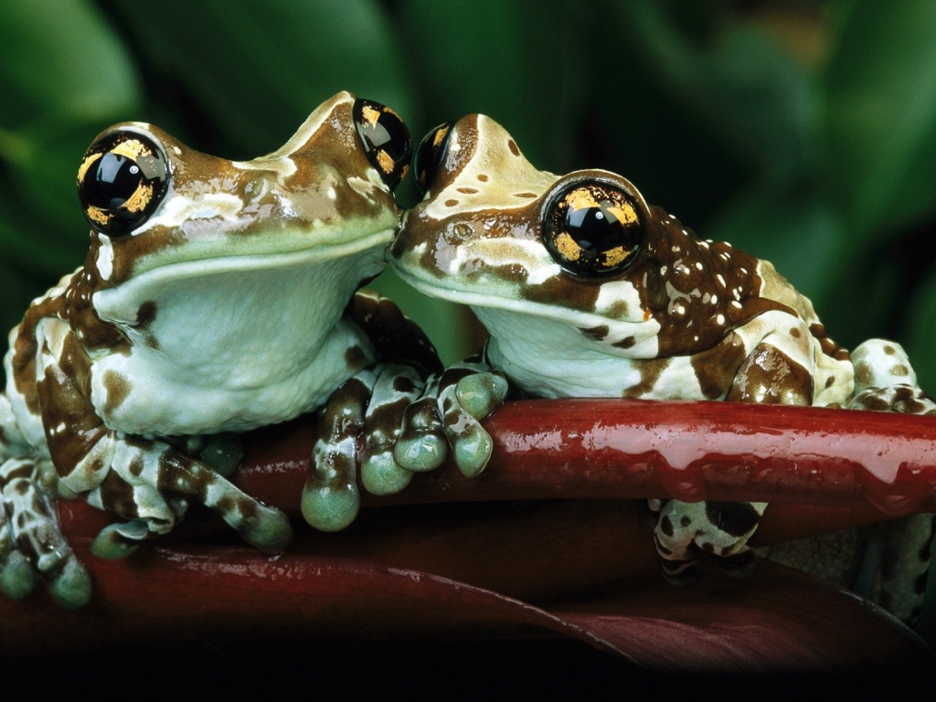 Лягушки с желтыми пятнами на глазах