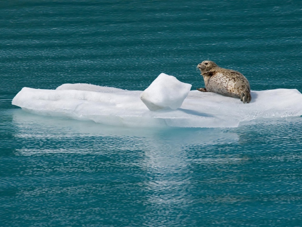 Морской котик на льдине