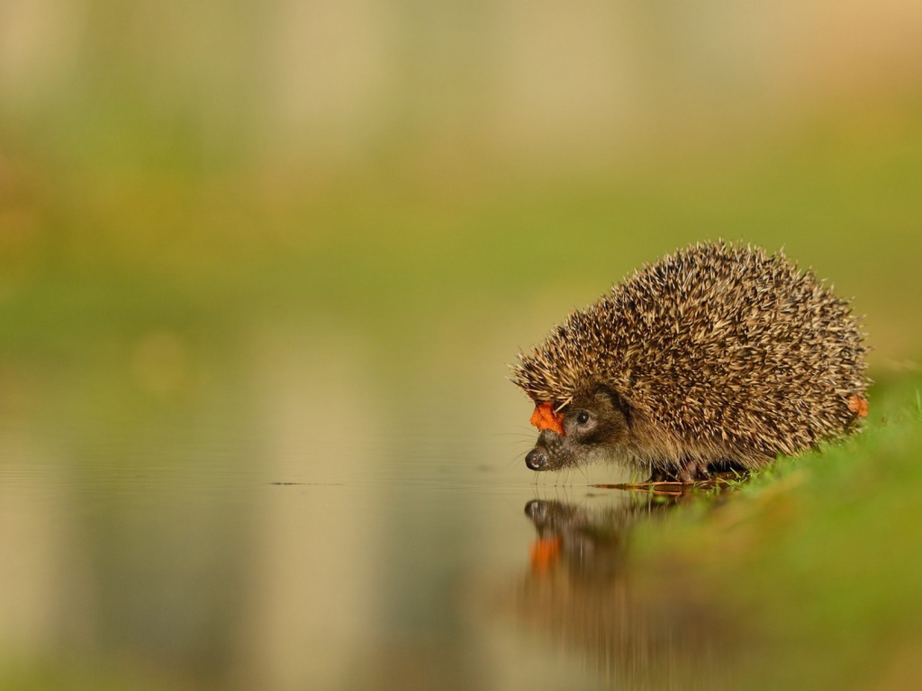 Ежик у воды на водопое