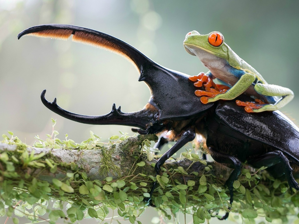 Лягушка оседлала рогатого жука