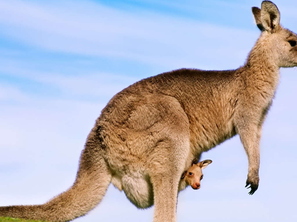 Кенгуру с детенышем в сумке