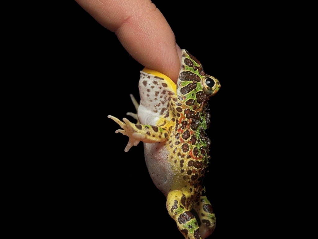 Маленькая лягушка на пальце