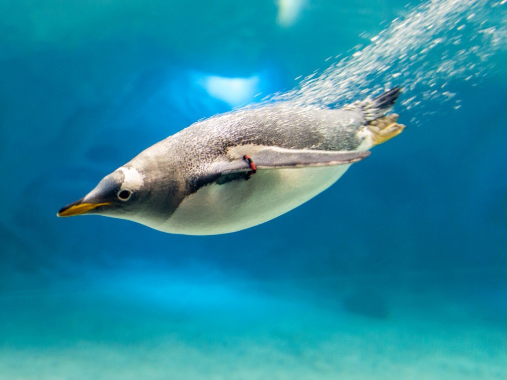 Пингвин под водой