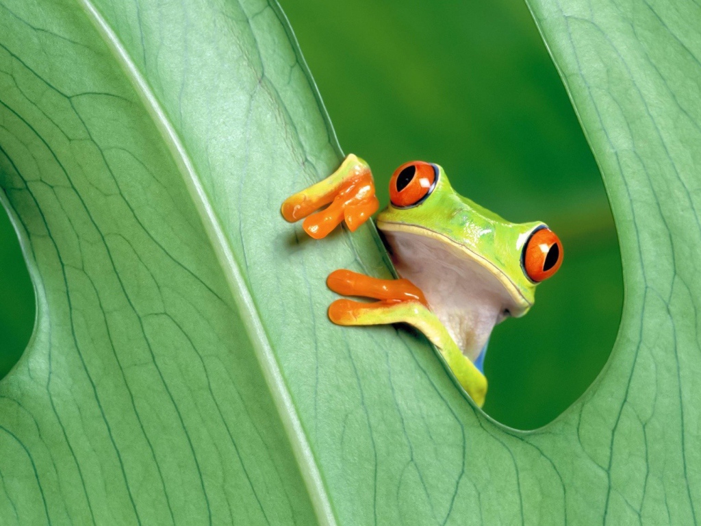Красноглазая лягушка за зеленым листом