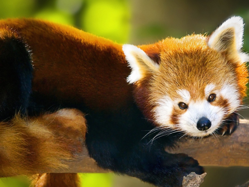 Красная панда лежит на стволе дерева