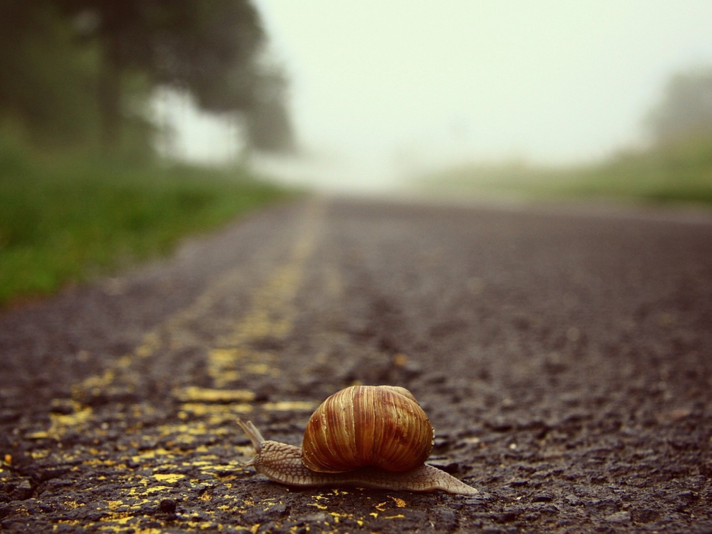 Улитка переползает через дорогу