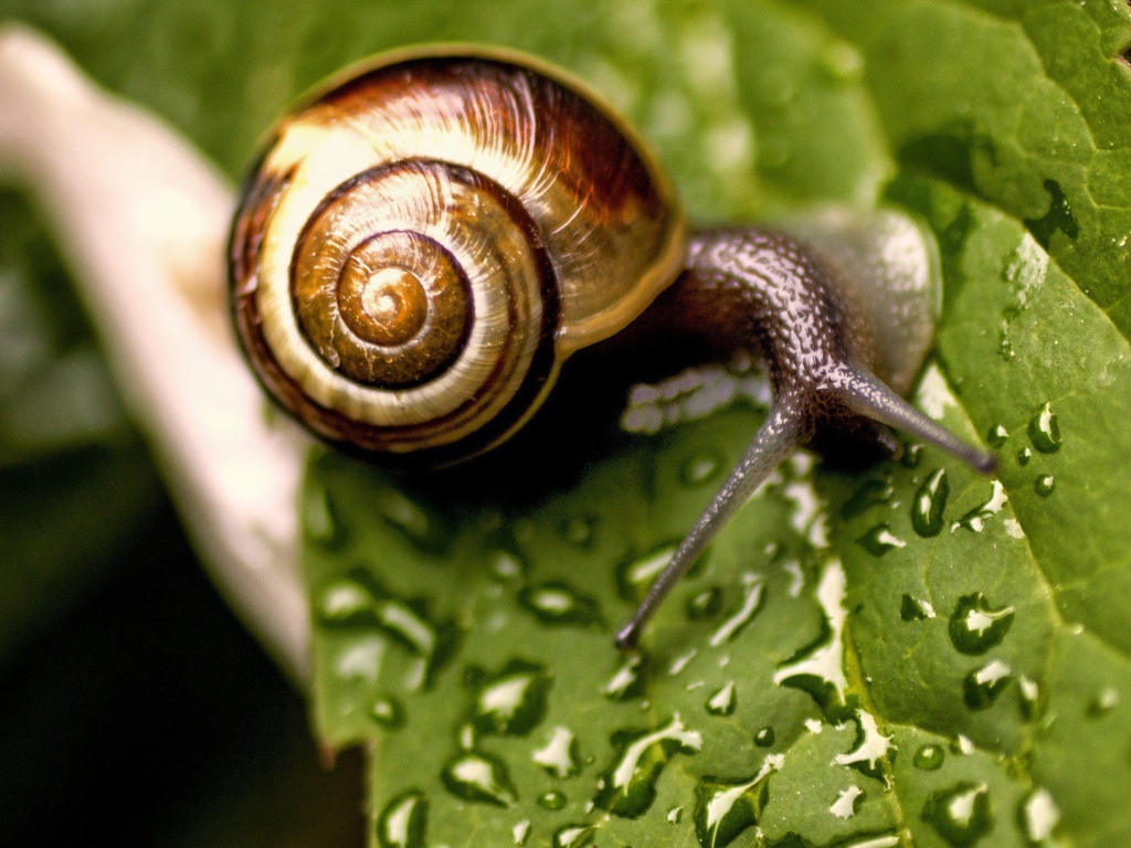 Улитка сидит на мокром листике