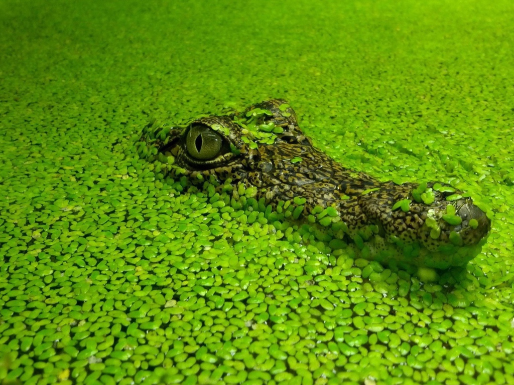 Голова маскирующегося крокодила