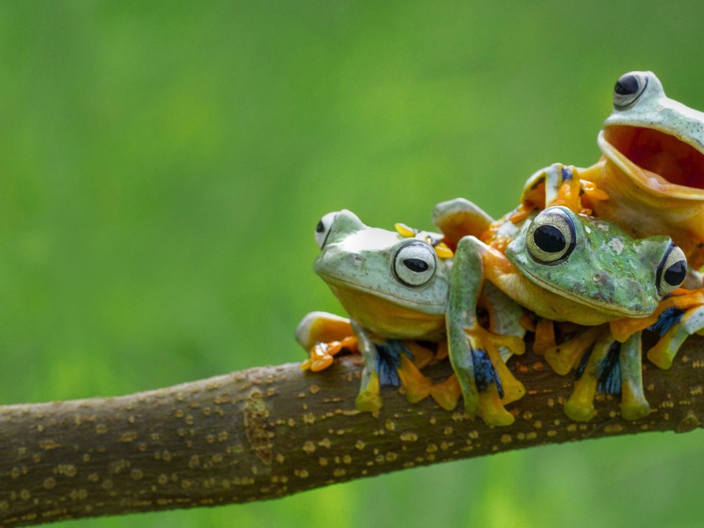 Три веселых лягушки