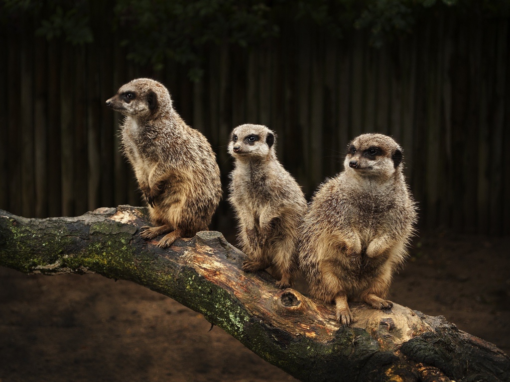 Три сурка на стволе дерева