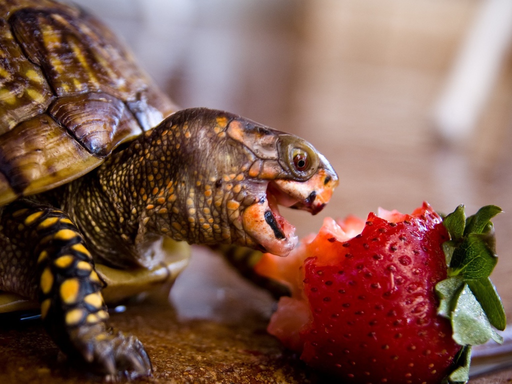 Черепаха с удовольствием ест клубнику