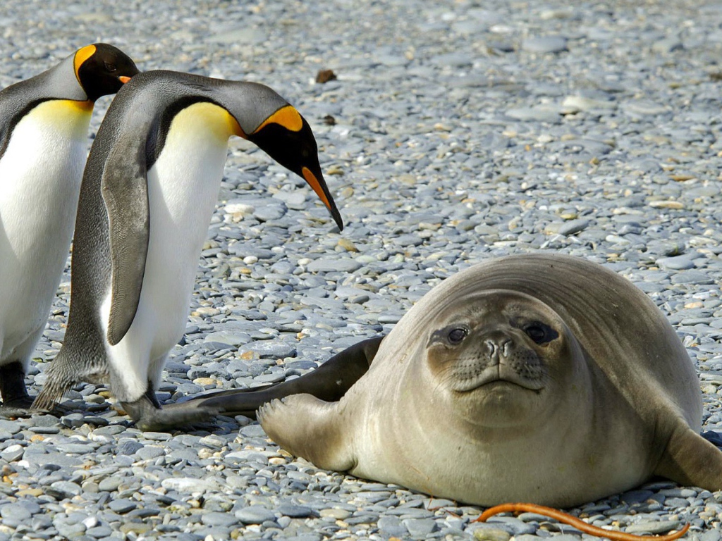 Два пингвина и тюлень