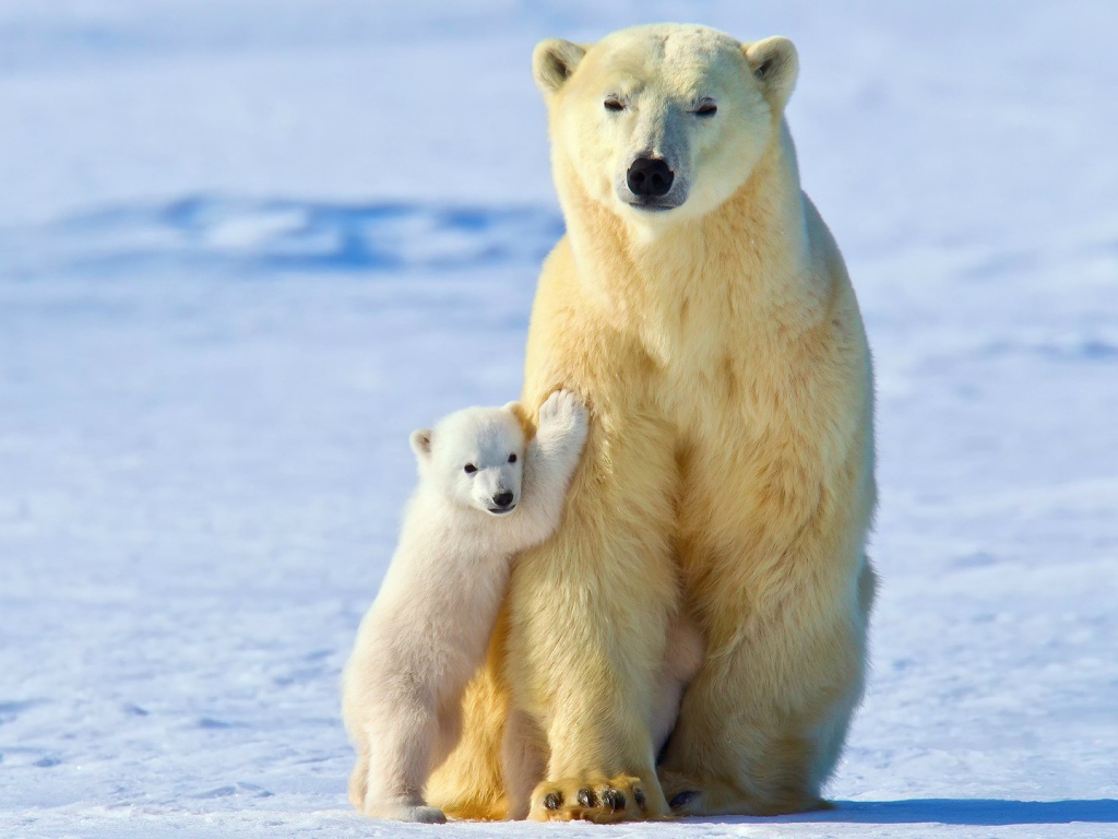 Медвежонок прижался к маме