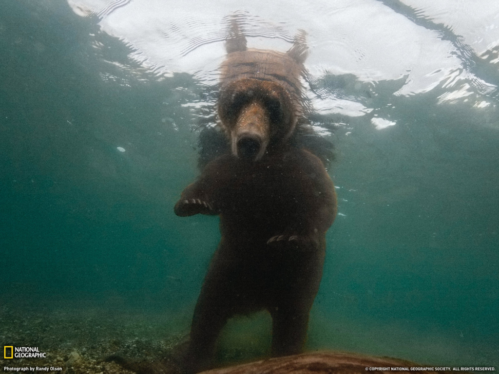 Медведь смотрит под воду