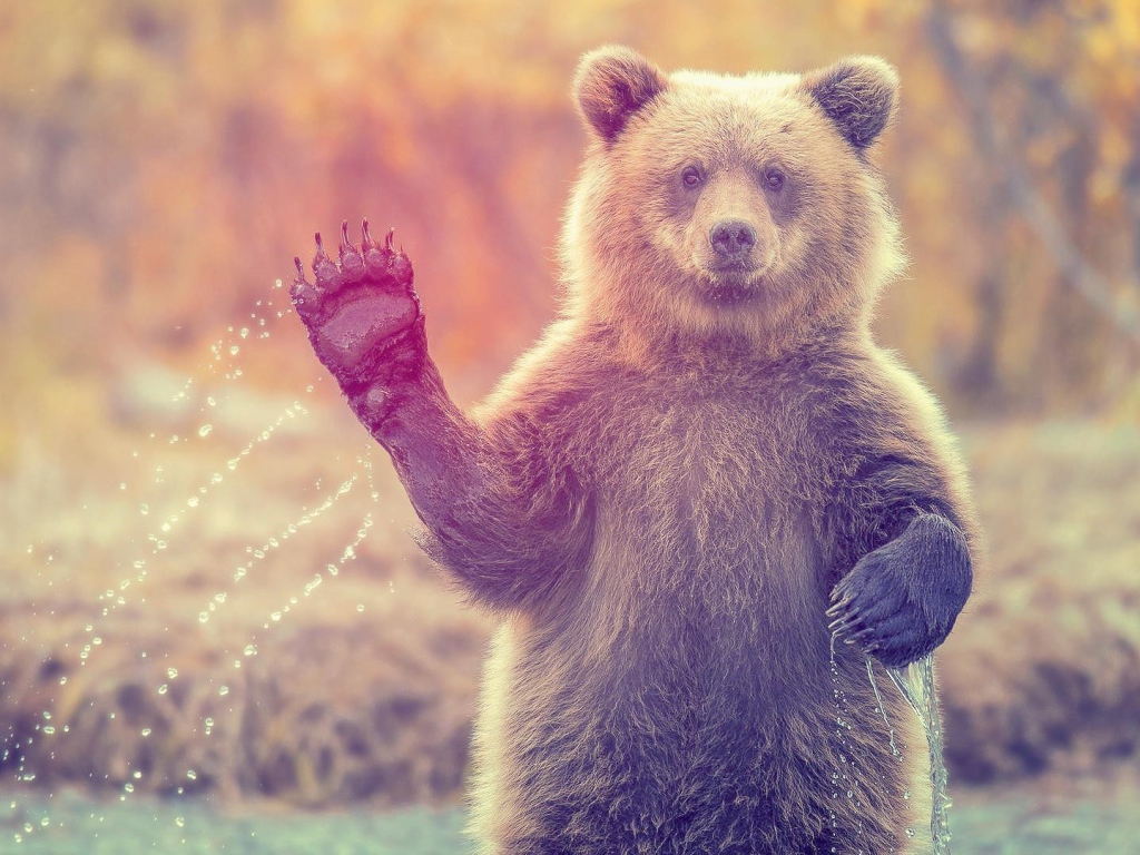 Медведь машет лапой стоя в воде