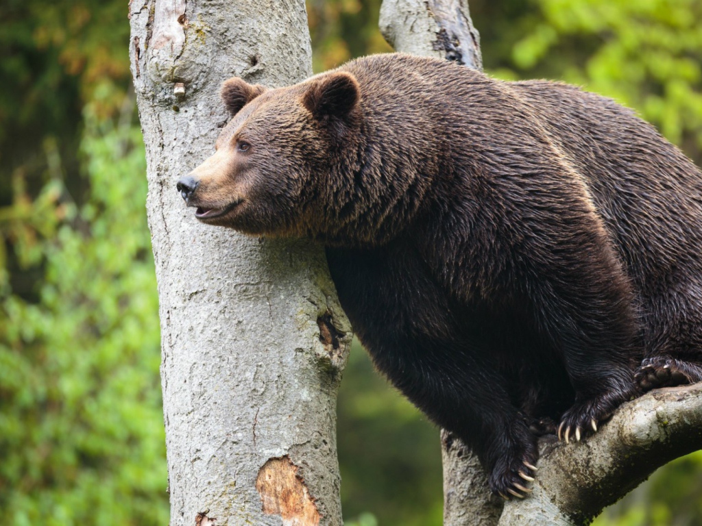Медведь сидит высоко на дереве