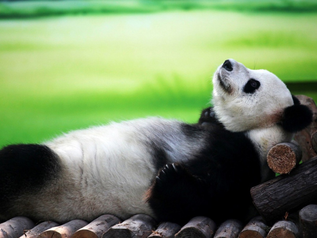 Панда лежит на спине