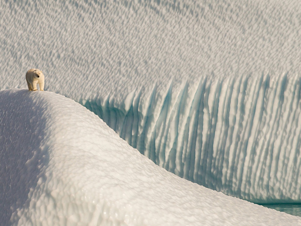 Полярный медведь в снежной пустыне