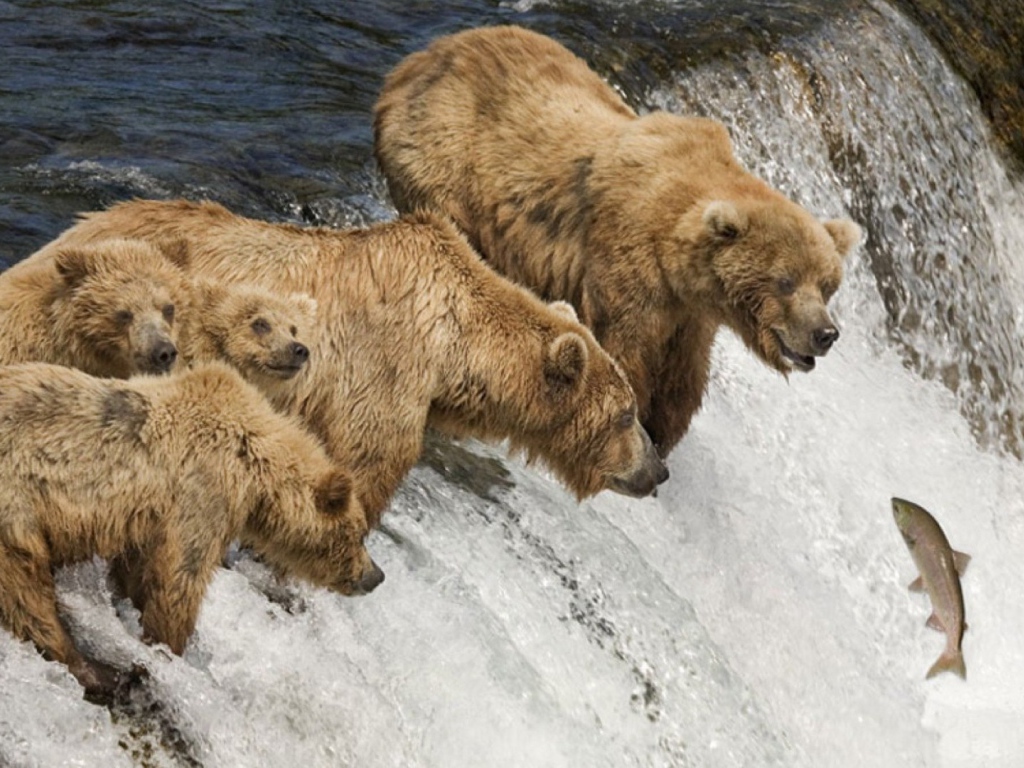 Семья медведей ловит рыбу во время нереста
