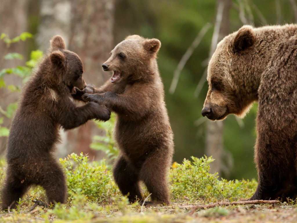 Два игривых медвежонка