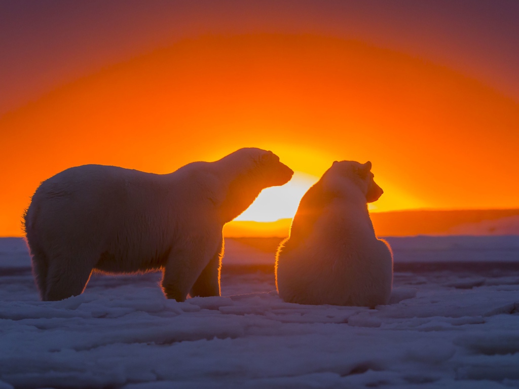 Два белых медведя смотрят на закат за полярным кругом