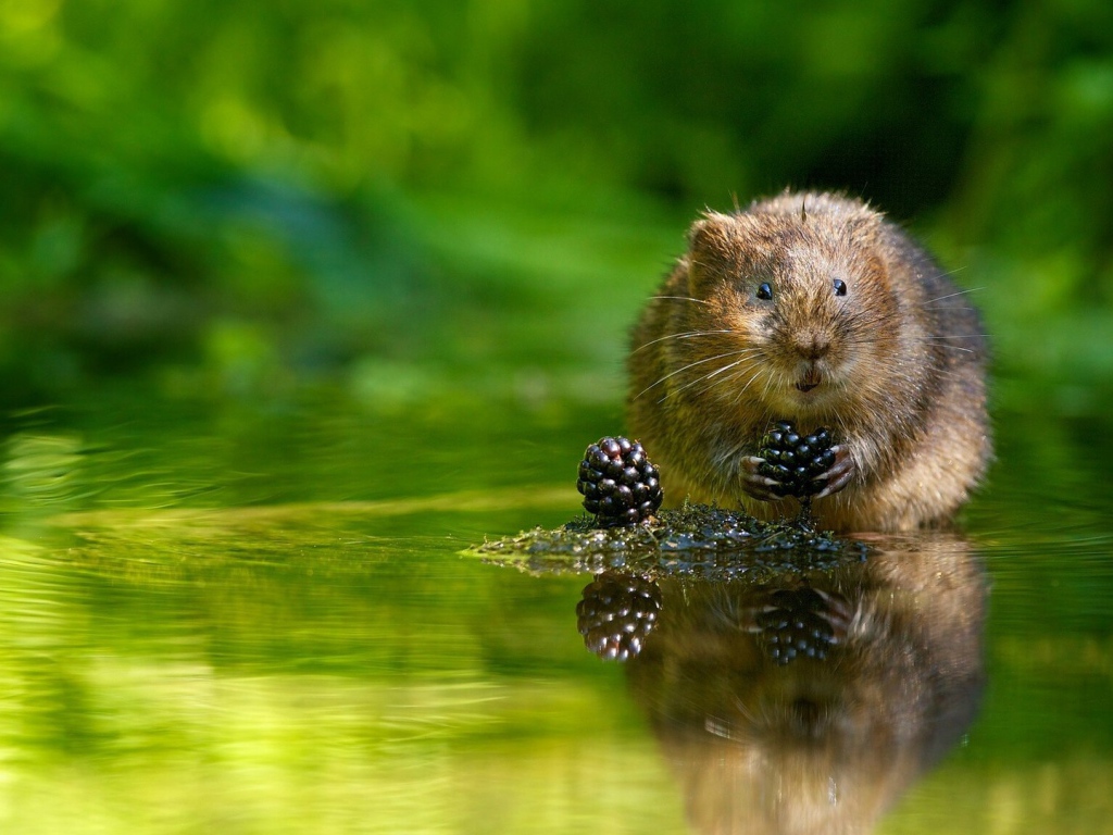 Животное водяная полёвка