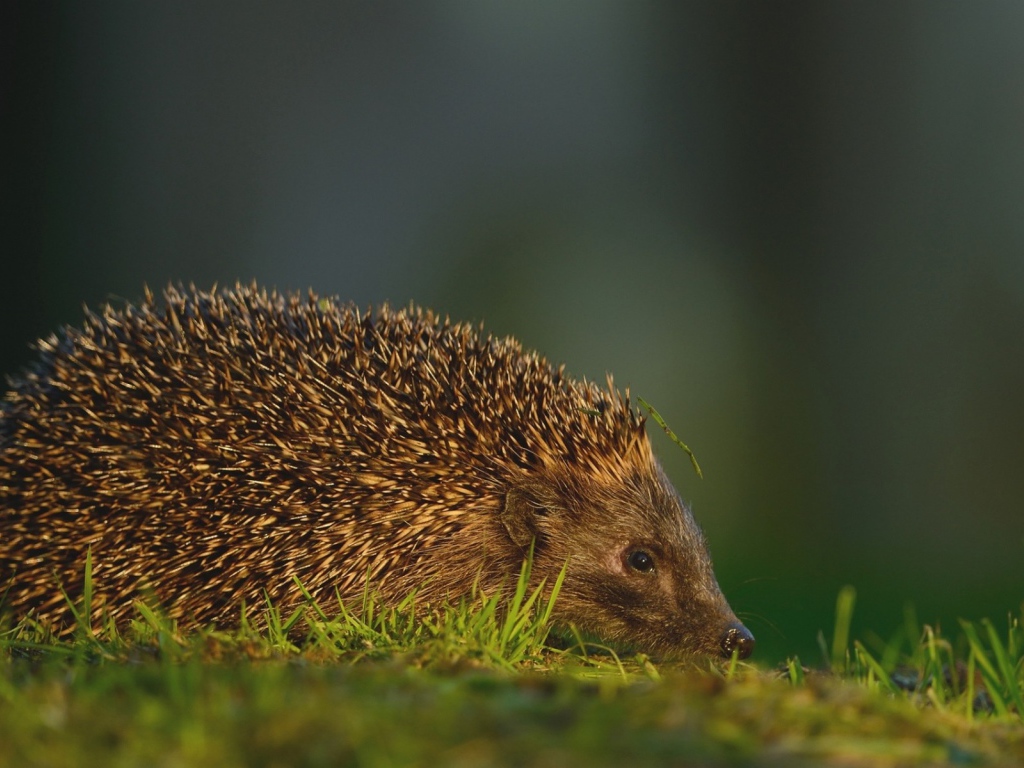 Травинка на иголках ежика