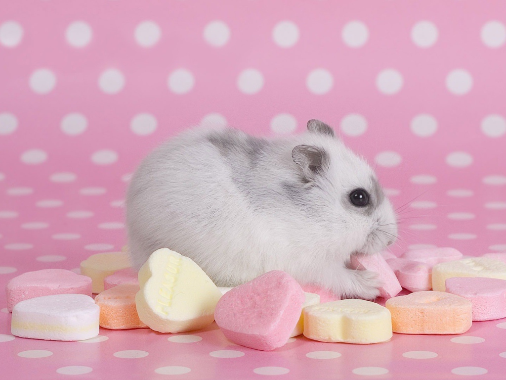 Хомячок со сладостями