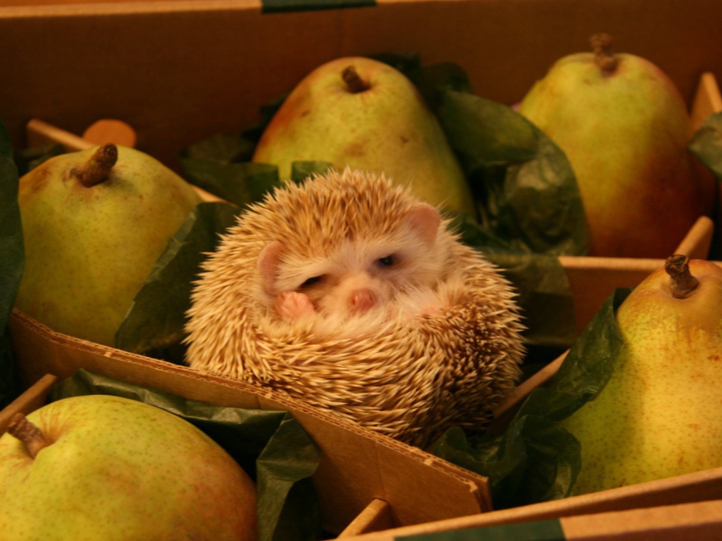 Ёж среди груш