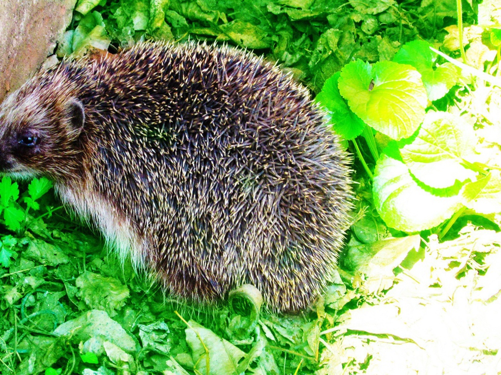Еж сидит на зеленых листьях