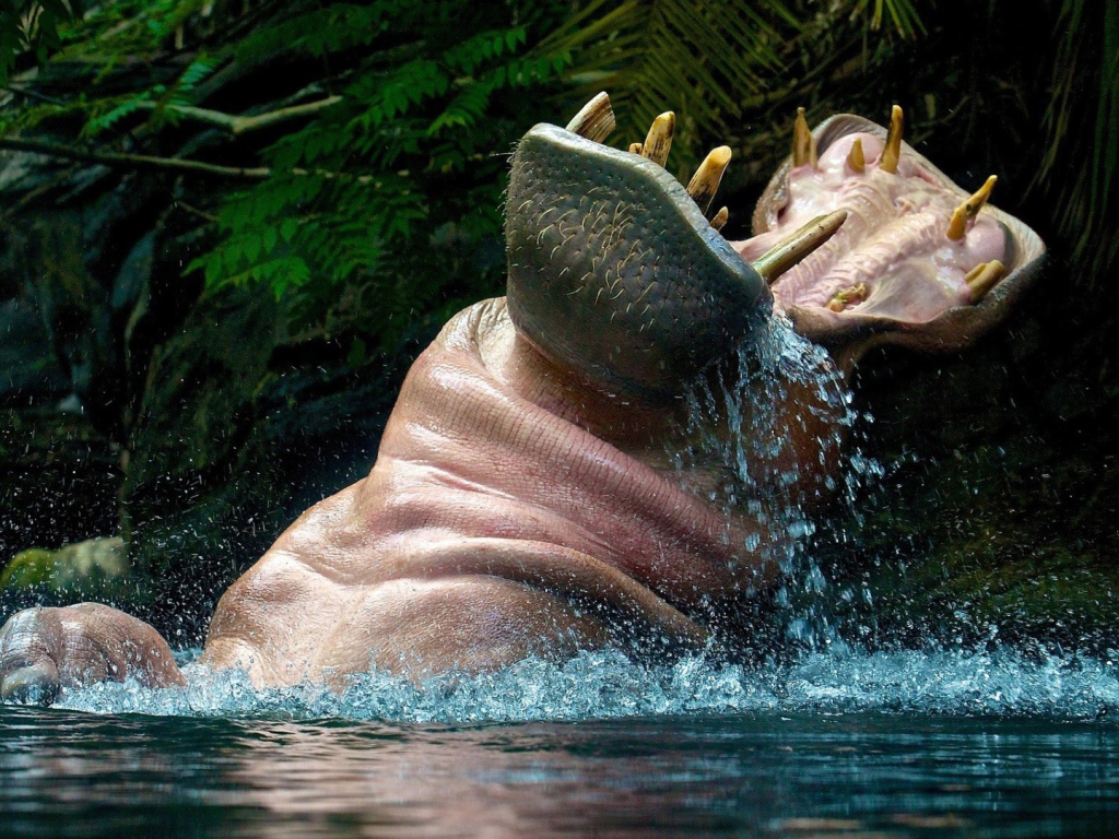 Бегемот играет в воде