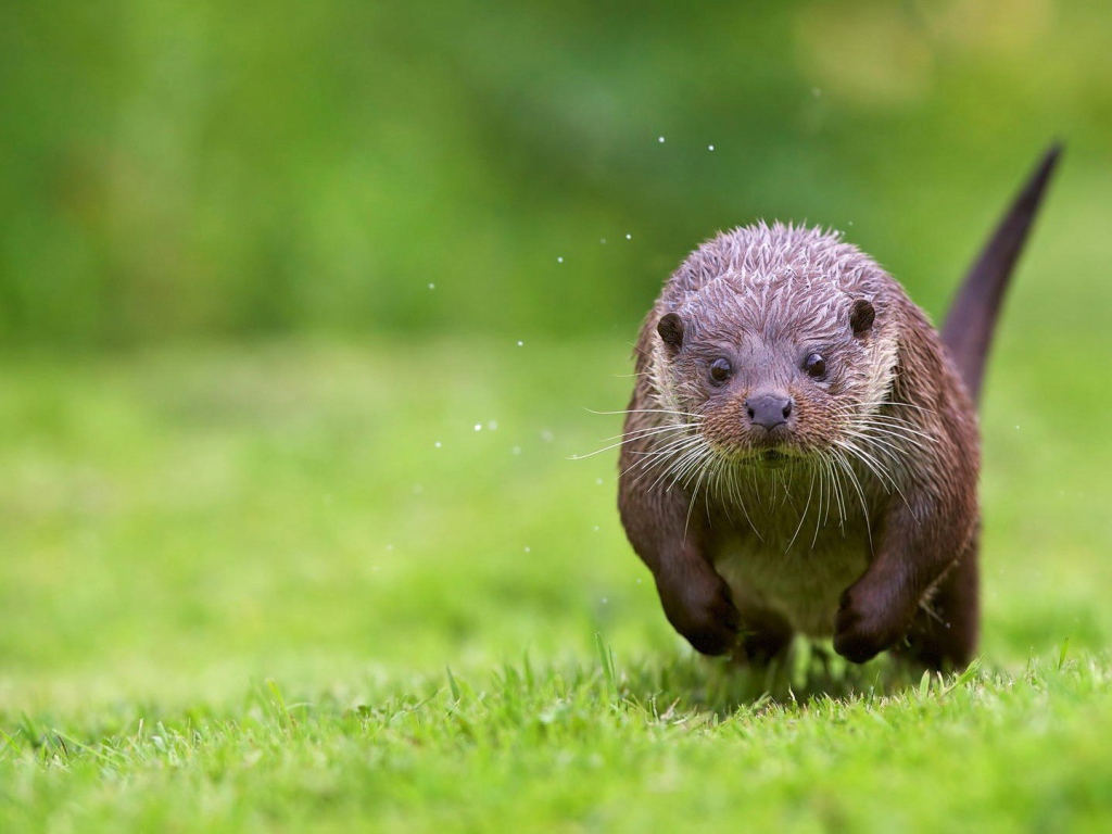 Otter running through the grass