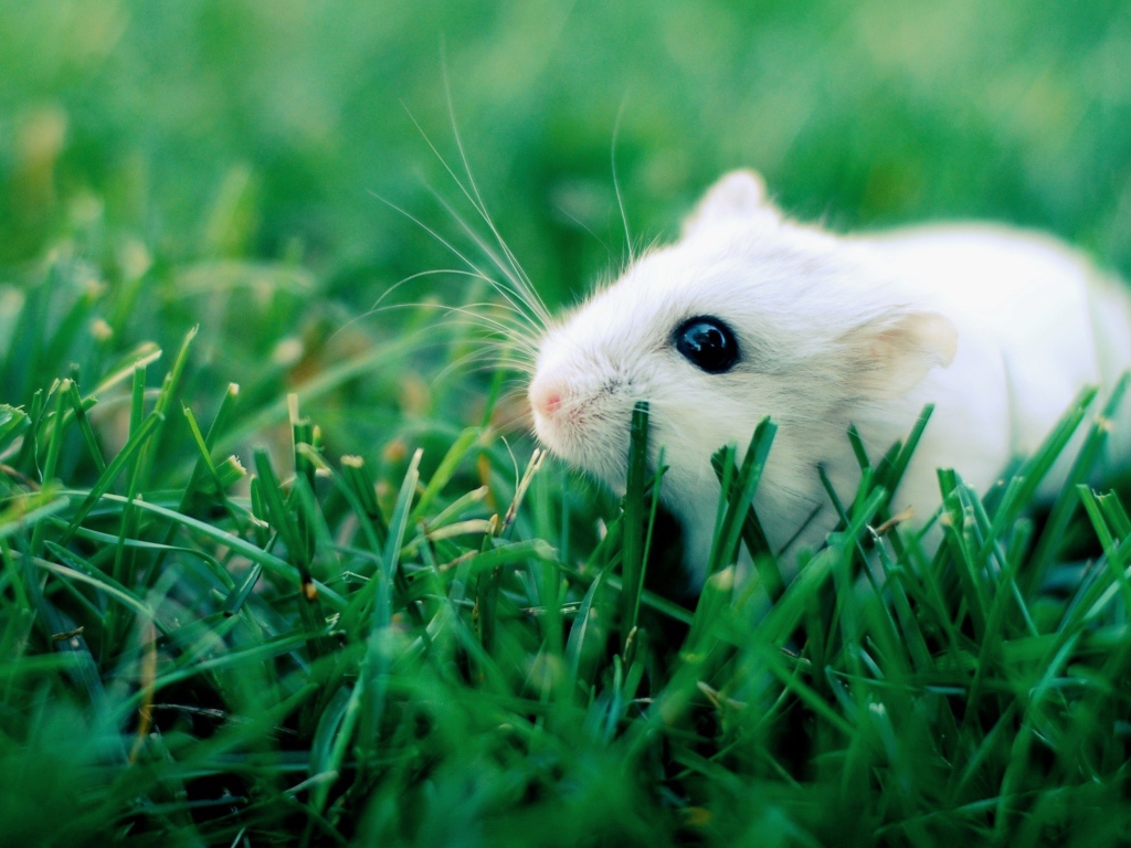 Белый хомяк в траве